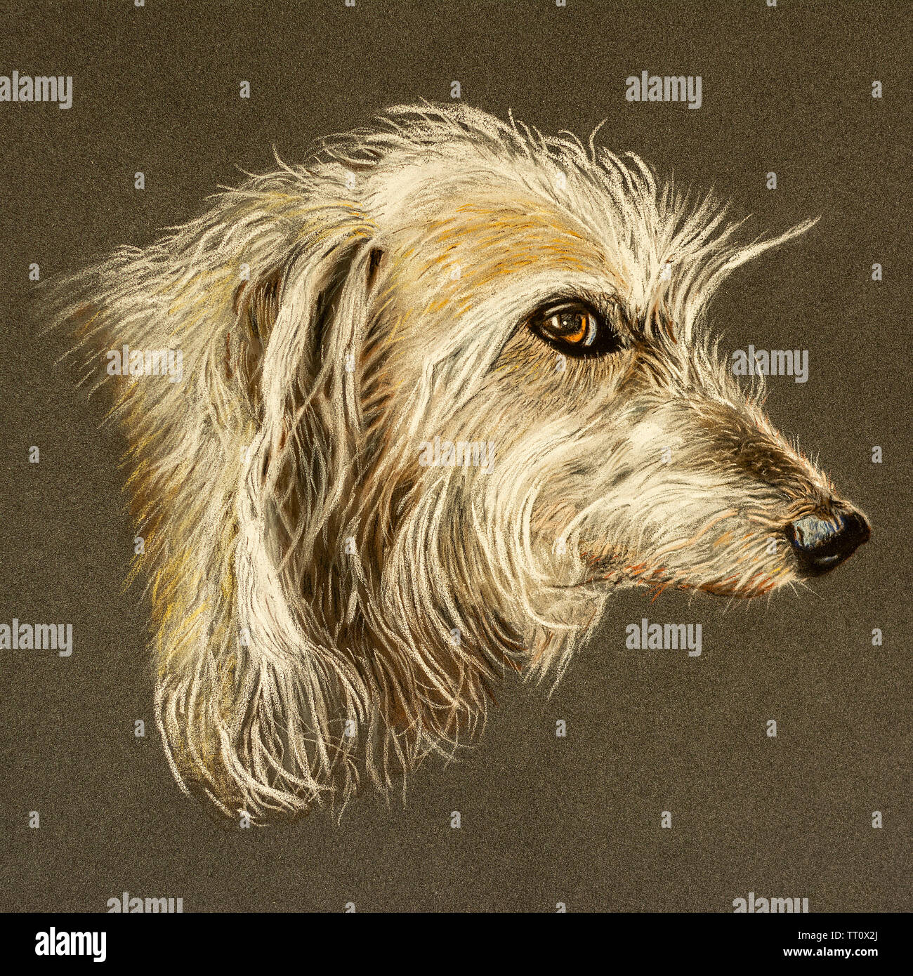 Whippet Illustration Stock Photos Whippet Illustration Stock