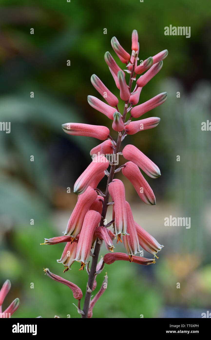 Close up of a flower on an aloe jucunda plant Stock Photo