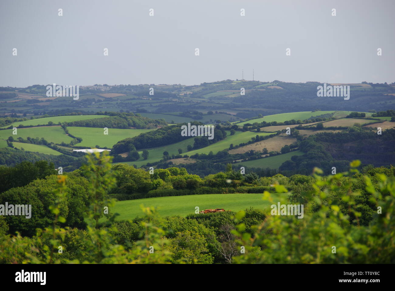 Pastoral Patchwork Landscape of Fields, Hedgerows and Woods in High Summer. Buckfastleigh, Devon, UK. Stock Photo