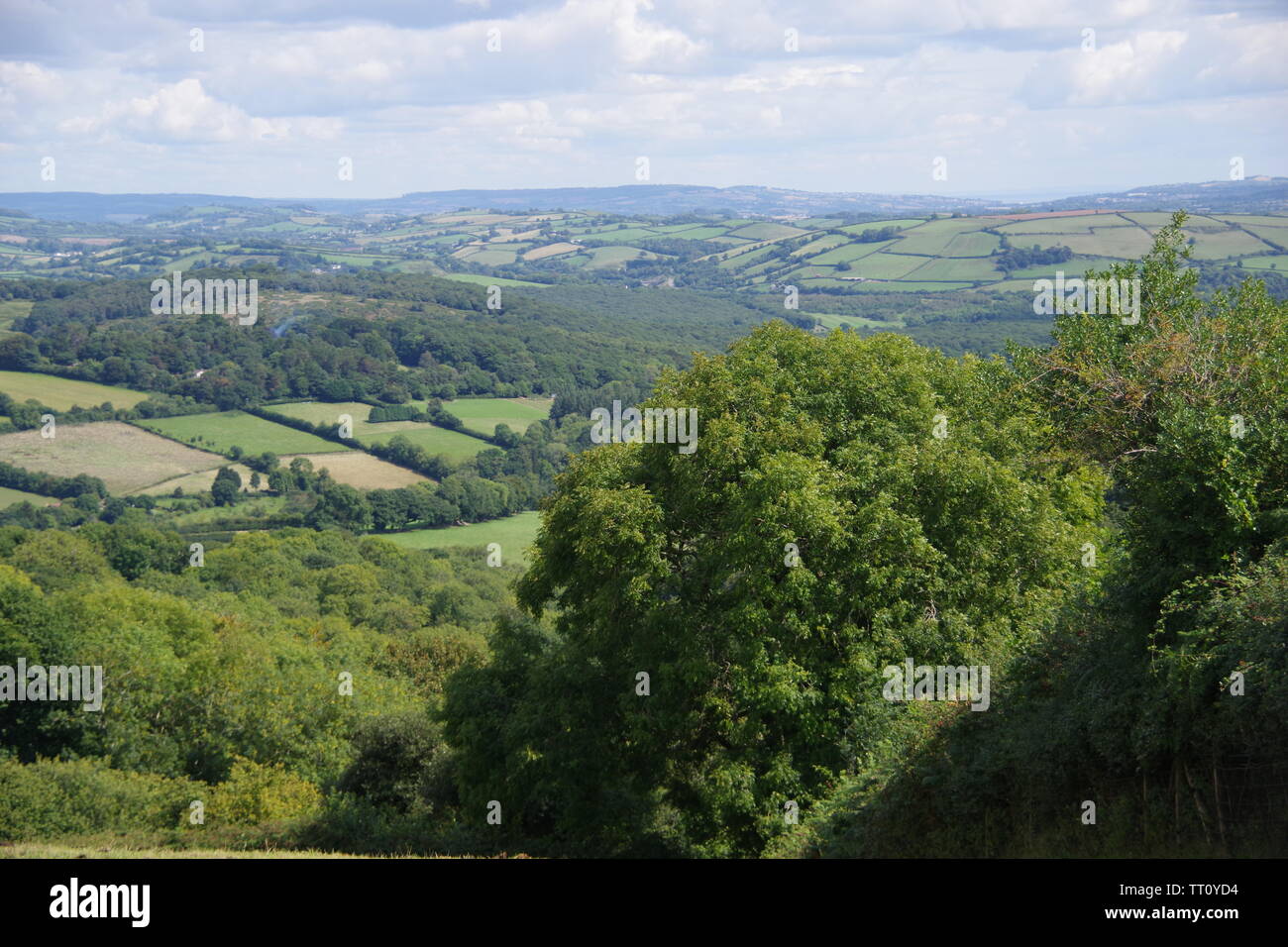 Pastoral Patchwork Landscape of Fields, Hedgerows and Woods in High Summer. Buckfastleigh, Devon, UK. Stock Photo