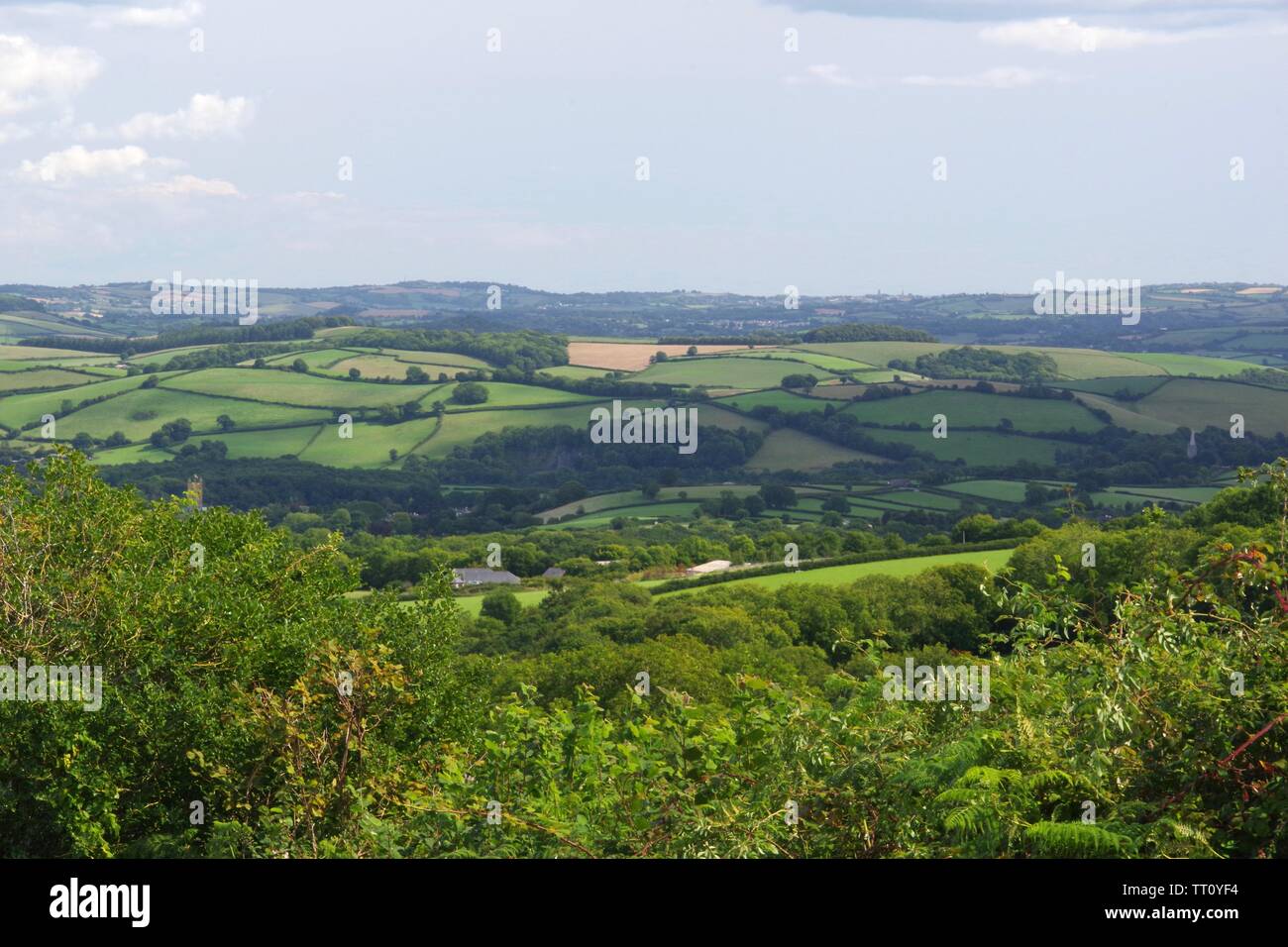 Pastoral Patchwork Landscape of Fields, Hedgerows and Woods in High Summer. Buckfastleigh, Devon, UK. Stock Photo