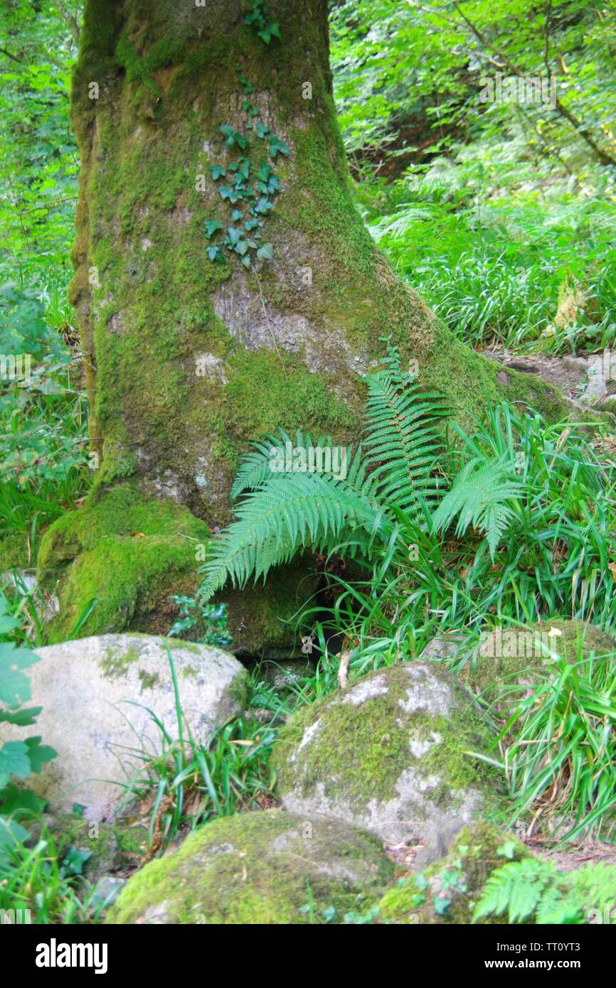 Broad Buckler Fern (Dryopteris dilatata) Growing by a Mossy Tree Trunk. Holne Woods, Dartmoor National Park, Devon, UK. Stock Photo