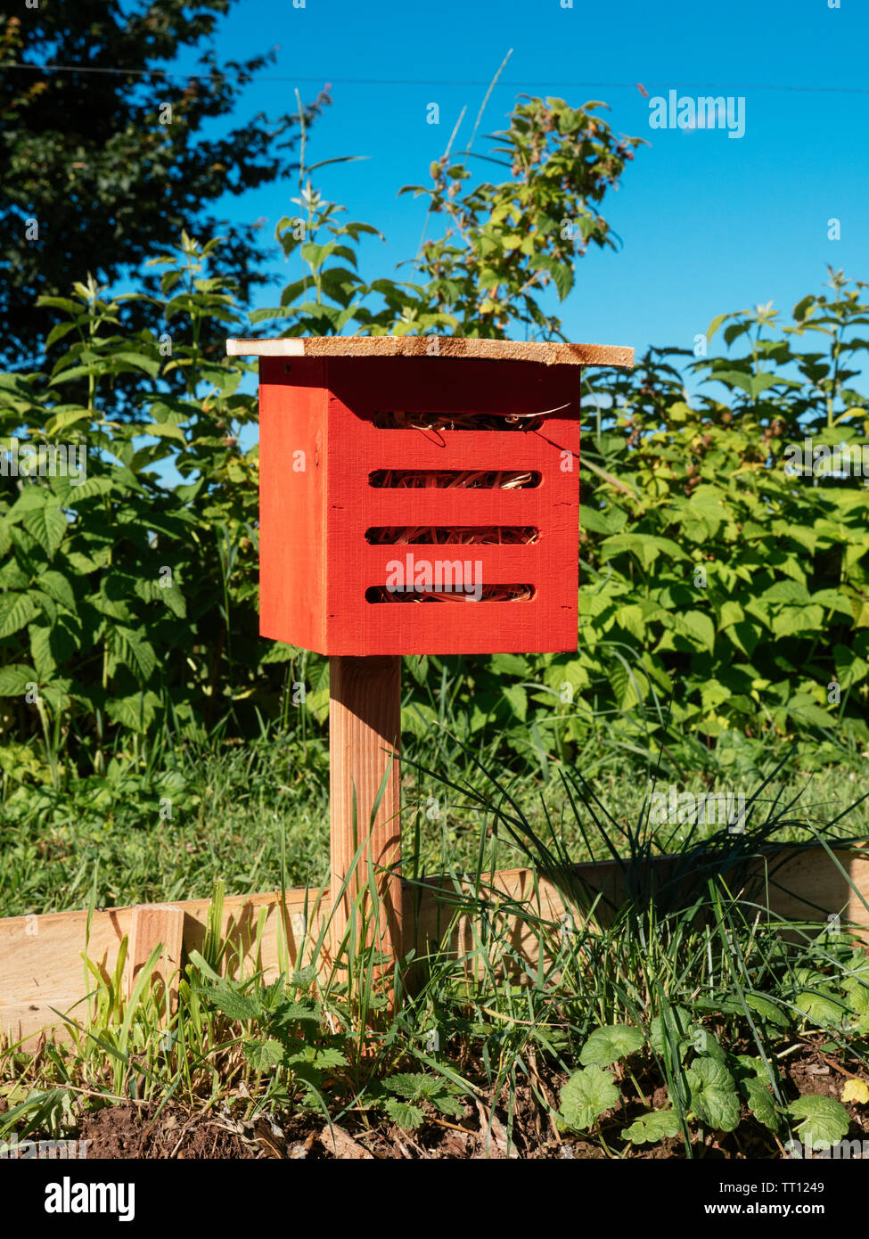 Red box as winter refuge for lacewings Stock Photo