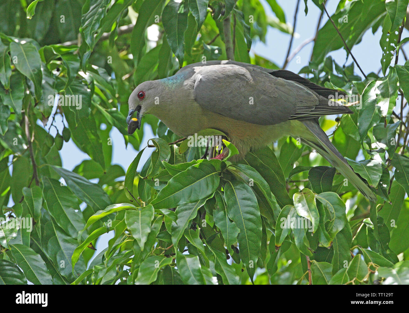 Ring-tailed Pigeon (Patagioenas caribaea) adult feeding on fruiting tree (Jamaican endemic)  Port Antonio, Jamaica            April Stock Photo