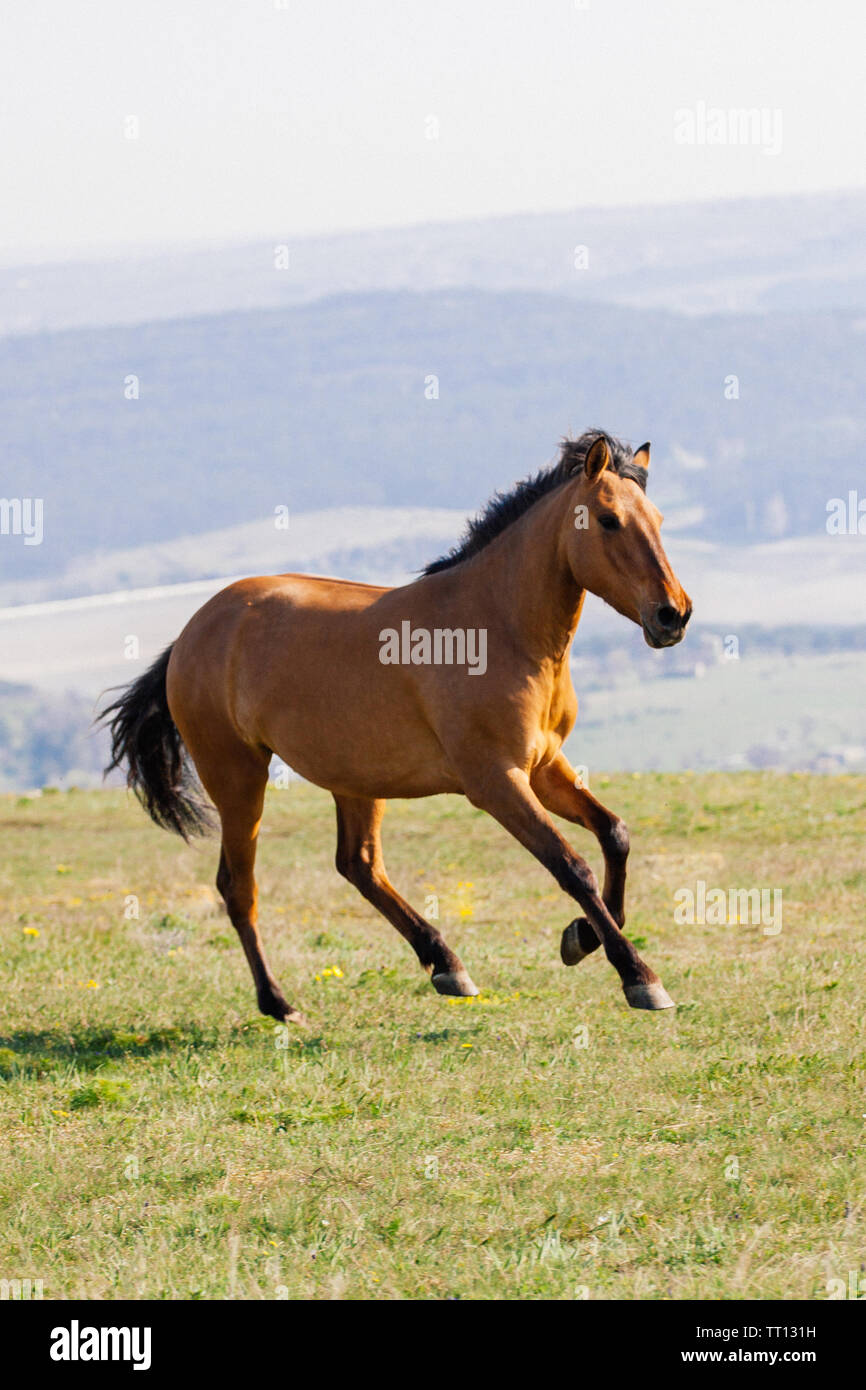 Young red horse runs on a green field on clouds background Stock Photo