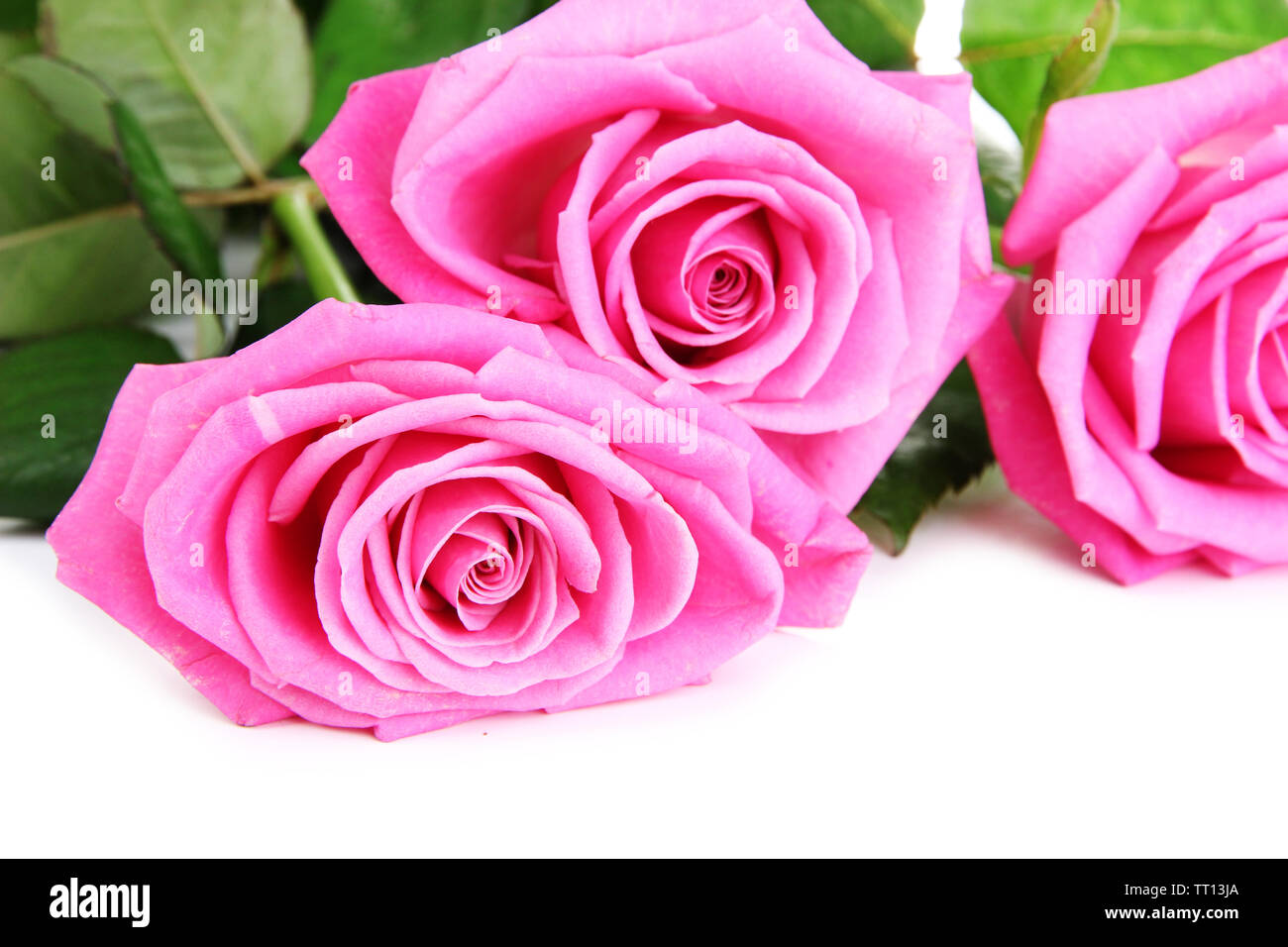 Pink roses isolated on white Stock Photo - Alamy
