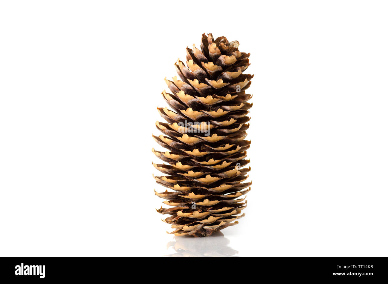 Pine cone on white background.Isolated object close-up. Stock Photo
