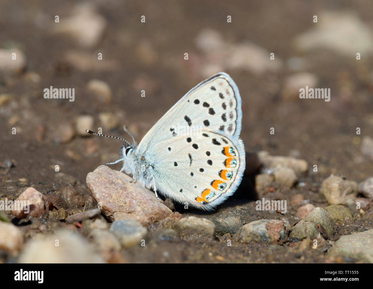 Acmon Blue Butterfly Stock Photo