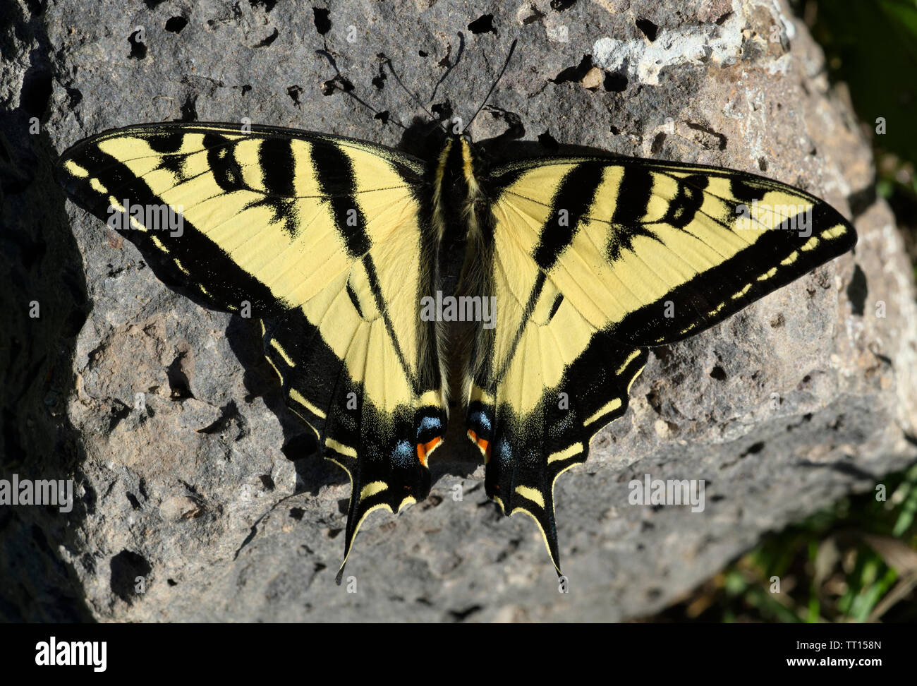 Western Tiger Swallowtail Stock Photo