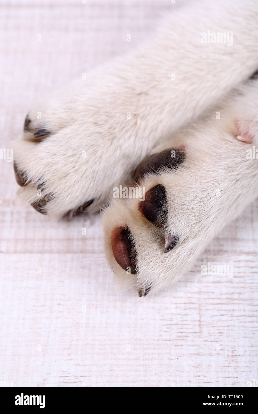 Husky puppy sale paws
