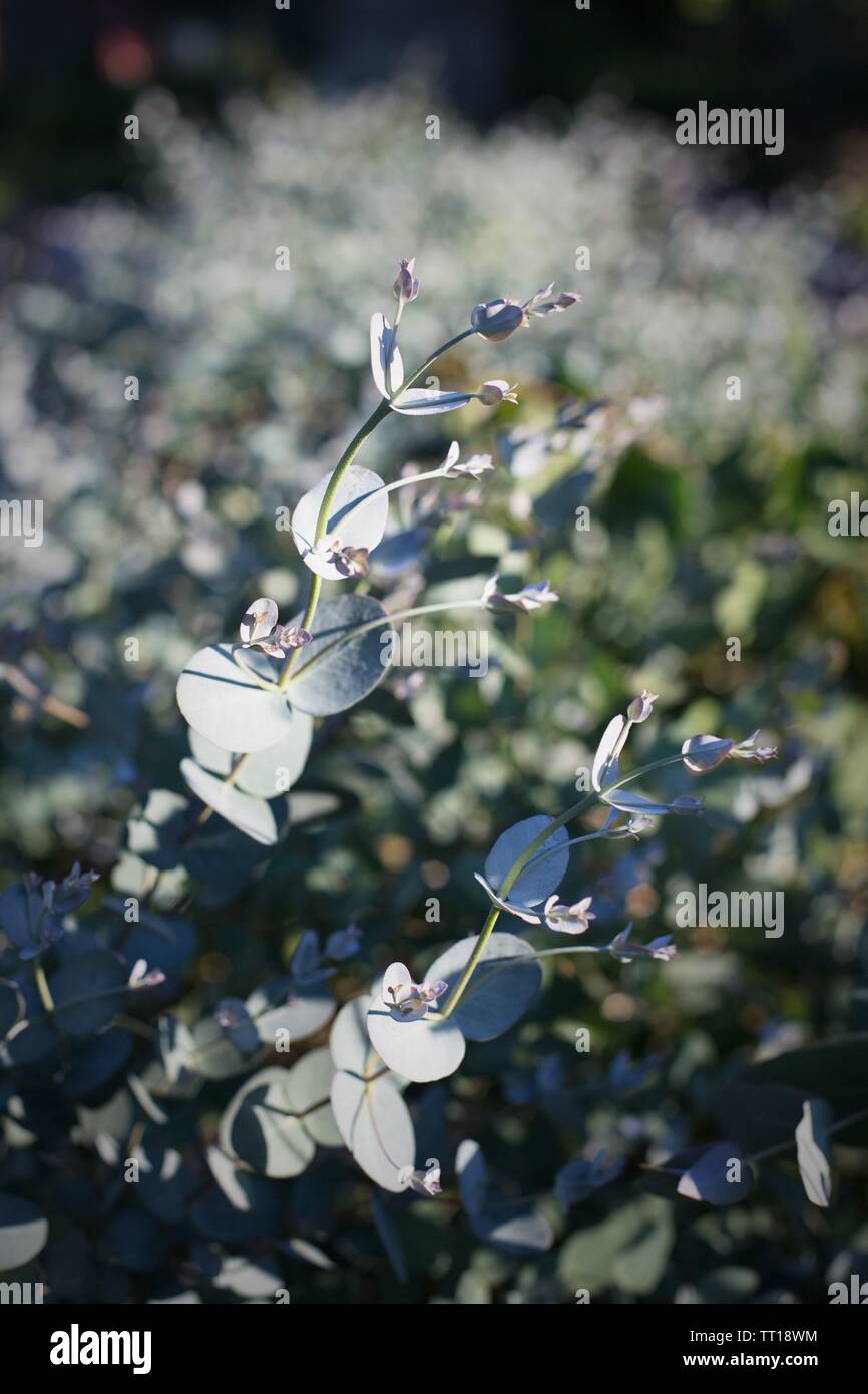 Eucalyptus 'Silver Drop' growing in a garden. Stock Photo