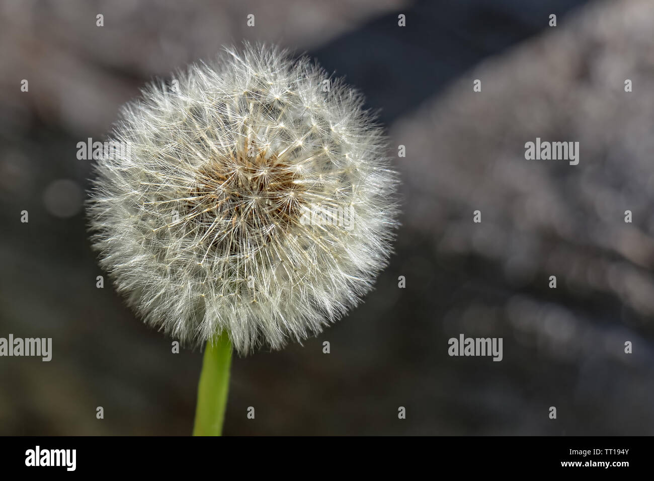 Dandelion head in the sunlight on the Fenland Trail in Banff, Alberta, Canada. Stock Photo
