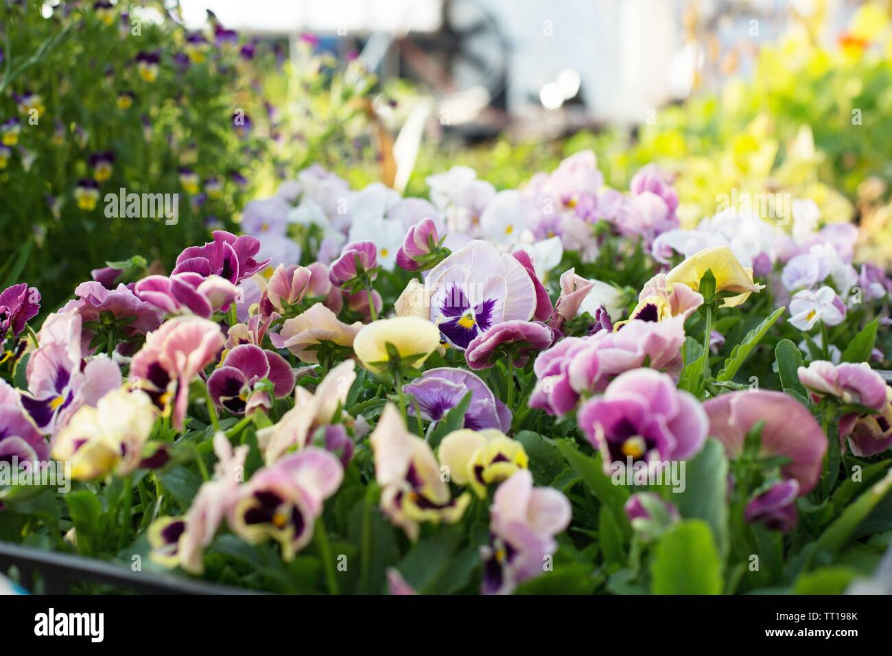 A tray of multi-colored pansies in a greenhouse. Stock Photo