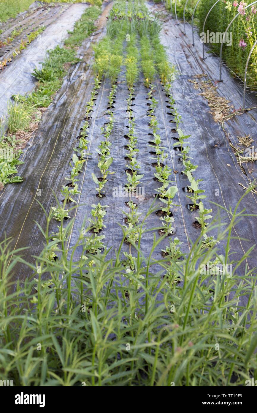 A Garden Using Black Plastic Sheeting To Prevent Weeds Stock Photo