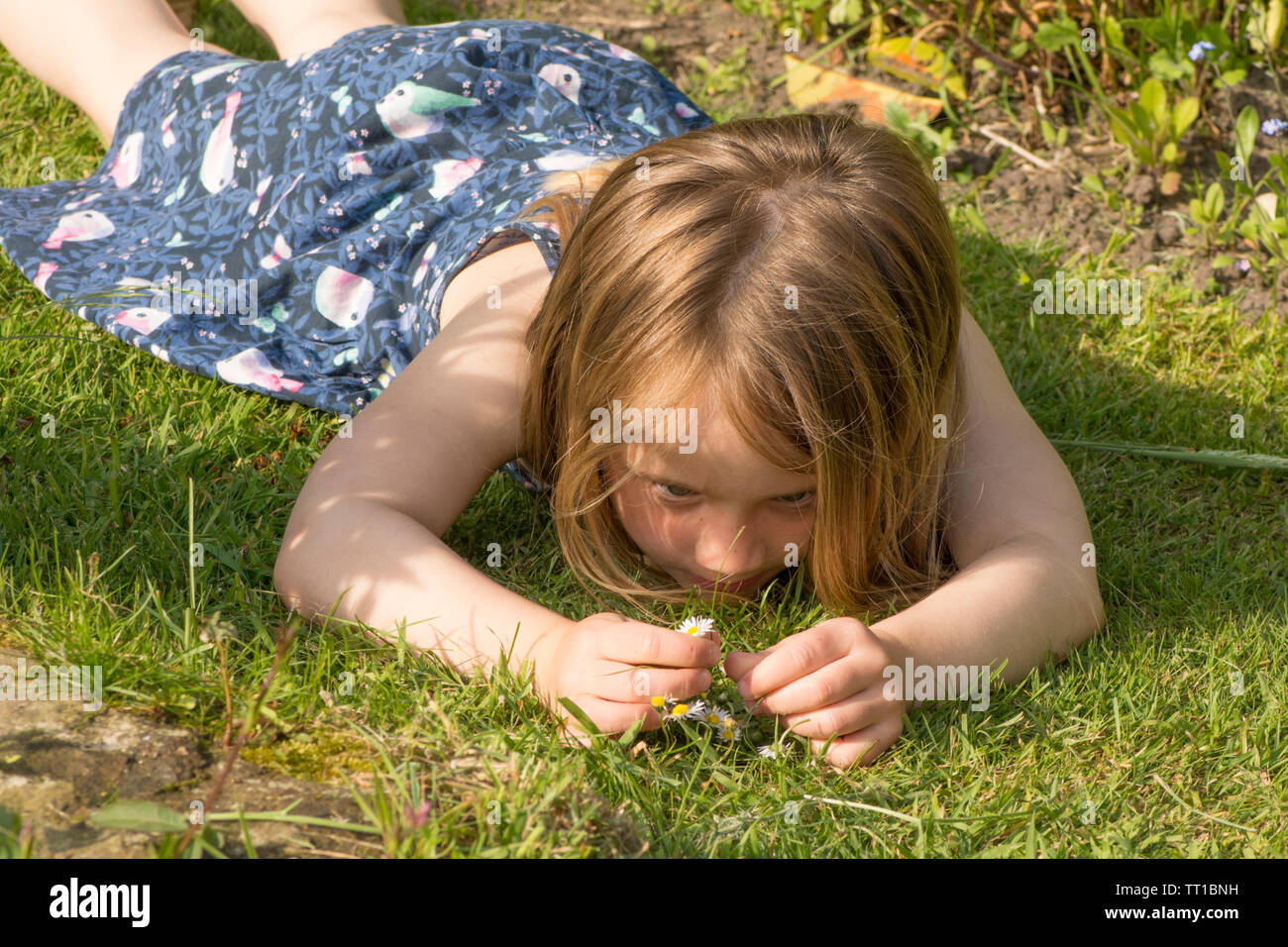 three year old young girl laying on grass, picking flowers, daisies, concentrating, in garden. Stock Photo