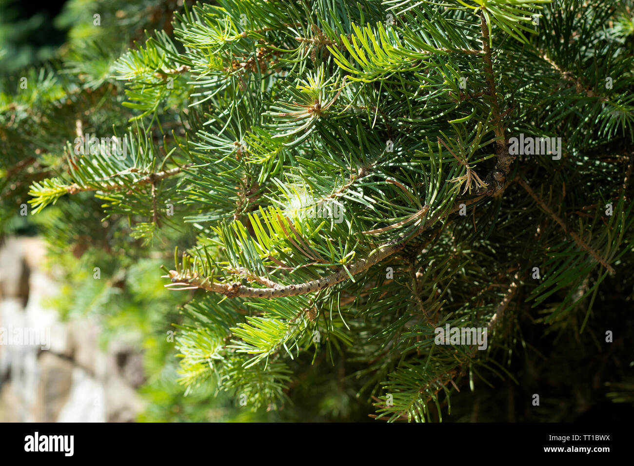 Dwarf Globe Scots Pine Pinus sylvestris Globosa Nana evergreen shrub. Green needles with drops of rain. Macro Stock Photo