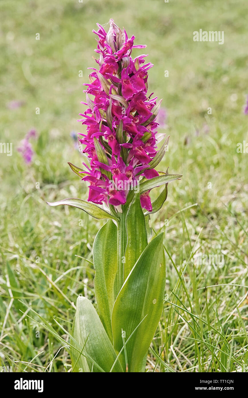 orchid, Elder-flowered Orchid, dactylorhiza sambucina, orchidaceae Stock Photo