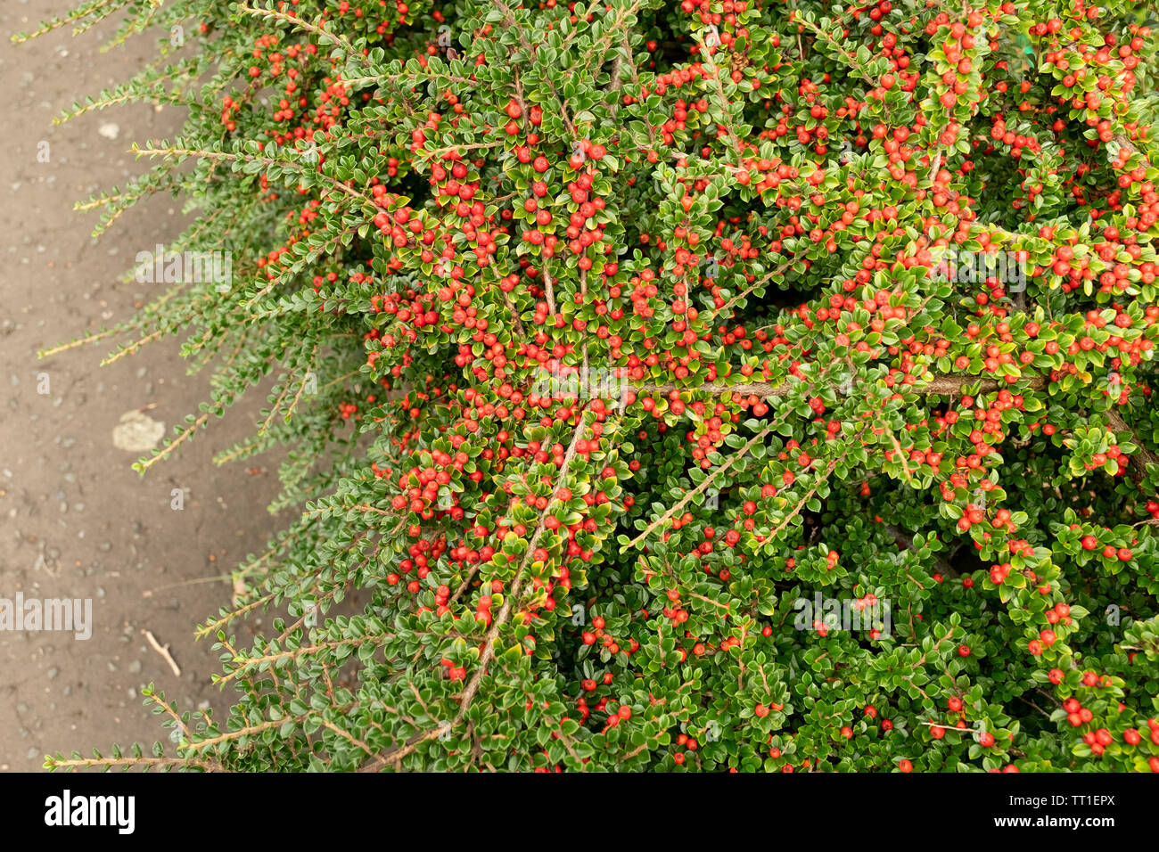 Colourful Cotoneaster horizontalis plant with red berries in garden in Morningside, Edinburgh, Scotland, UK. A plant  in the rose family, Rosaceae, Stock Photo