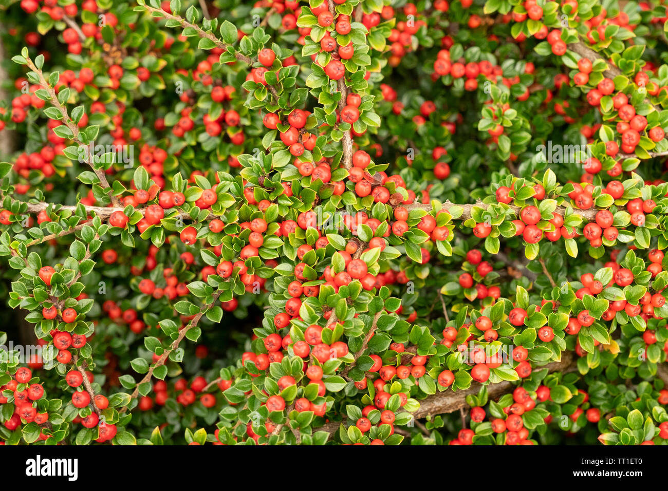 Close up of colourful Cotoneaster horizontalis plant with red berries in garden in Morningside, Edinburgh, Scotland, UK. Stock Photo