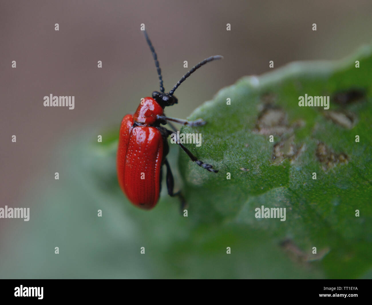 Scarlet lily leaf beetle {Lilioceris lilii} feeding on leaf Stock Photo ...