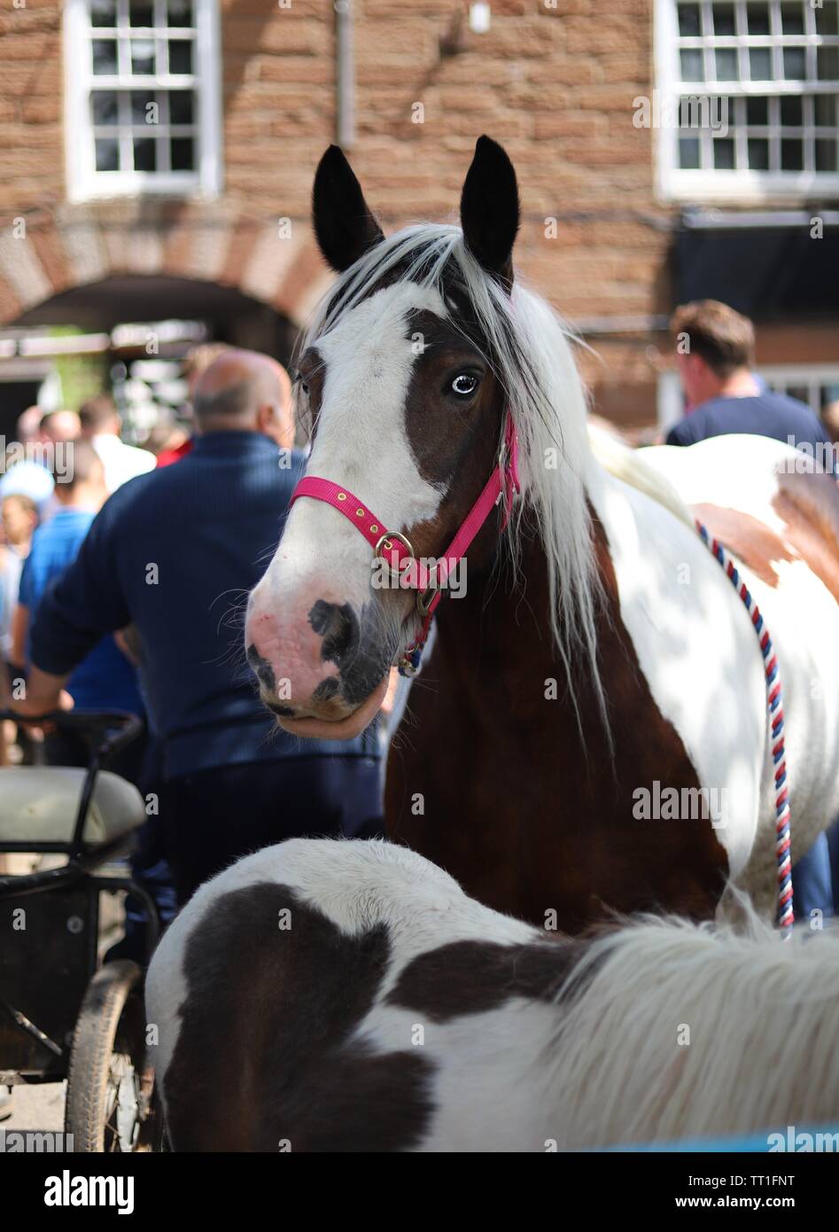 Appleby Horse Fair 2019 Stock Photo - Alamy