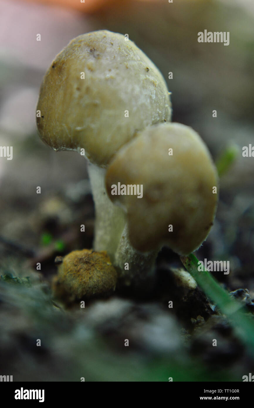 Psathyrella candolleana, Pale Brittlestem mushrooms Stock Photo Alamy