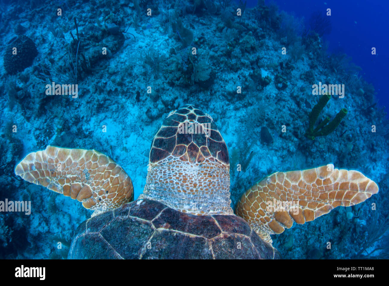 A Loggerhead sea turtle swims in the blue waters of the Caribbean Sea off the coast of Belize. This area is part of the Mesoamerican Barrier Reef. Stock Photo