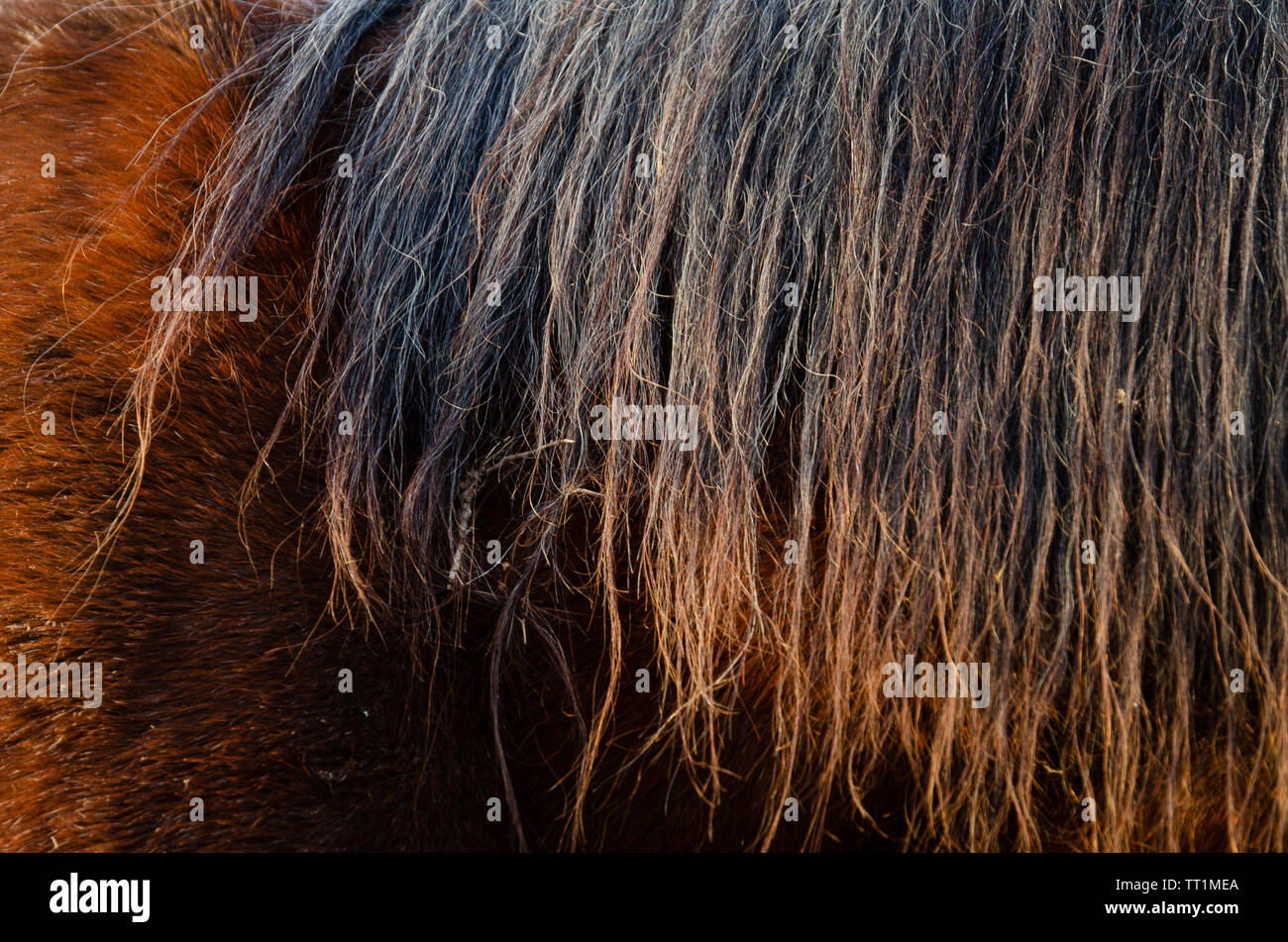 Closeup of horse hair pattern Stock Photo