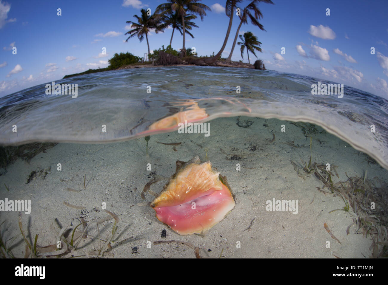 A Queen conch shell lies underwater near an island in the Caribbean Sea off the coast of Belize. This area is part of the Mesoamerican Barrier Reef. Stock Photo