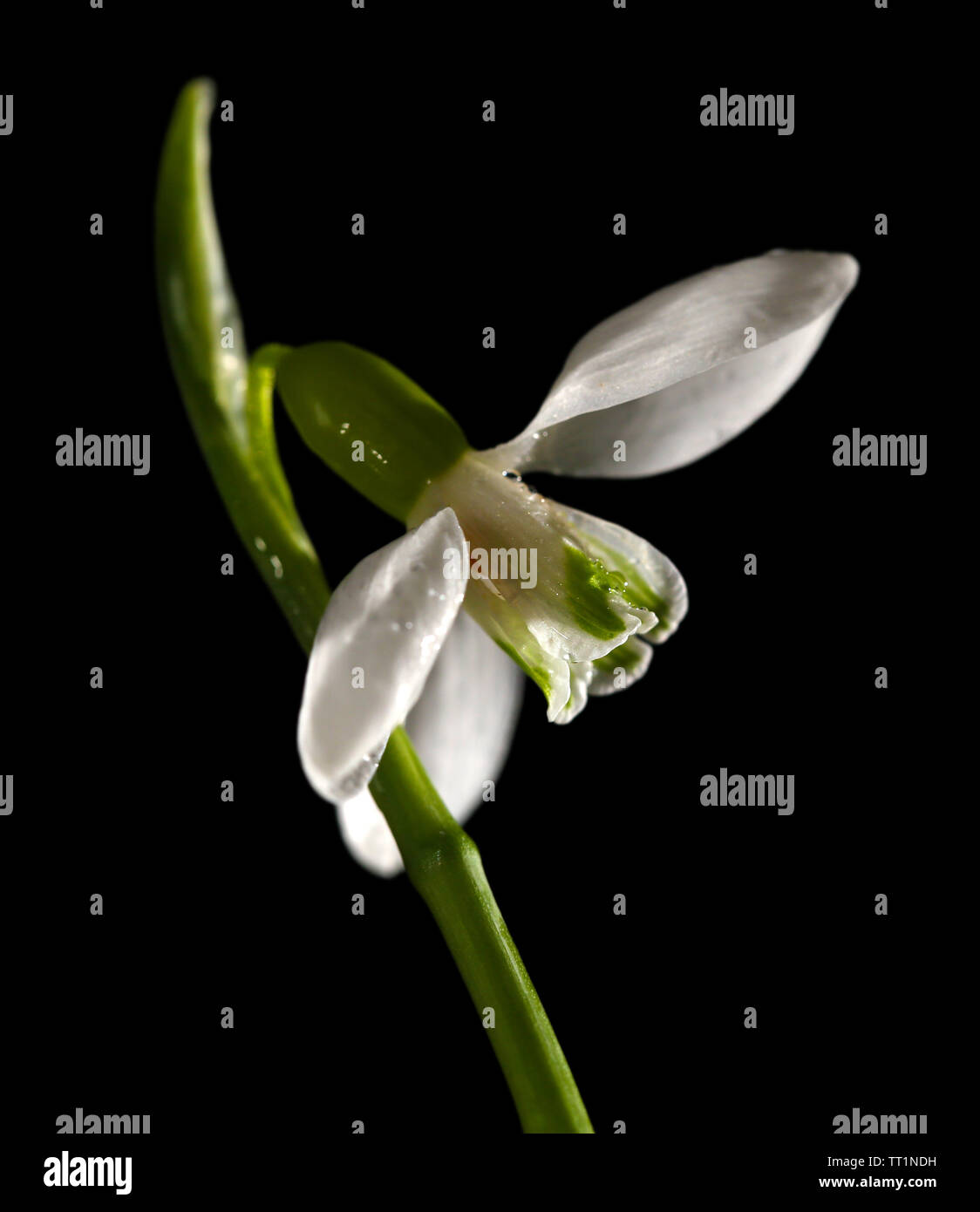 Beautiful snowdrop, isolated on black Stock Photo