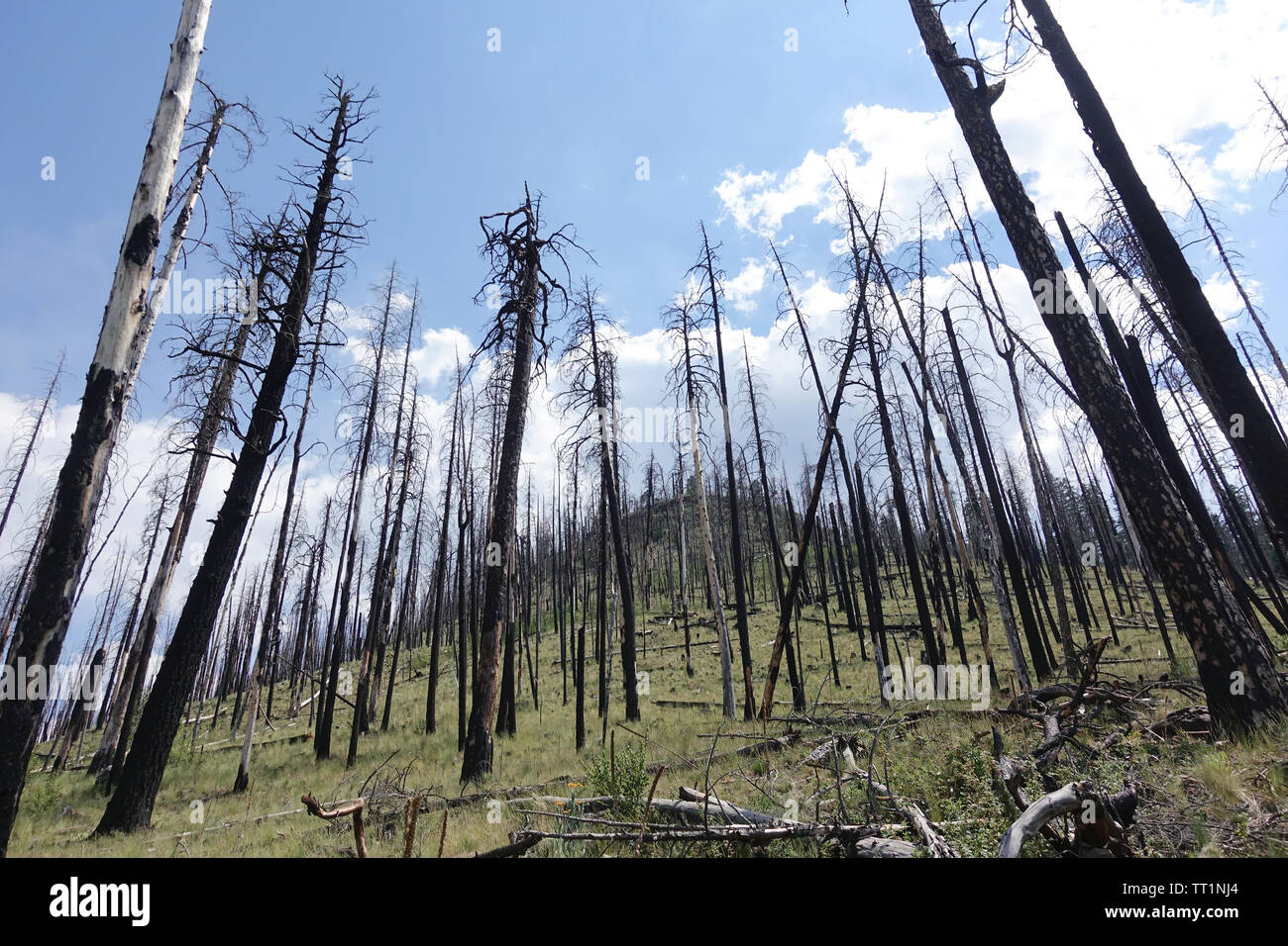 Dead trees remain after a wildfire scorched the area. Stock Photo