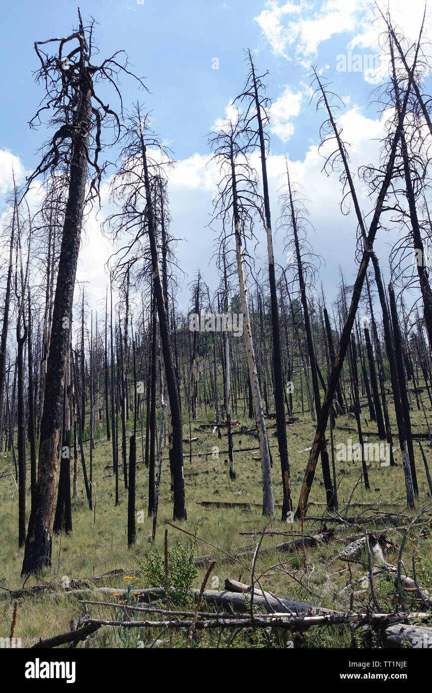 Dead trees remain after a wildfire scorched the area. Stock Photo