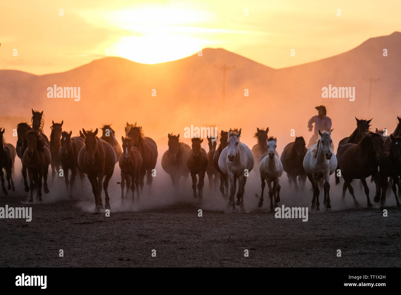 Wild horses and cowboy running in dusty field Stock Photo