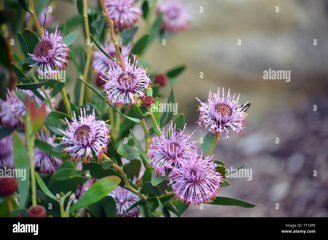 Australian native purple coneflowers of Isopogon cuneatus, family