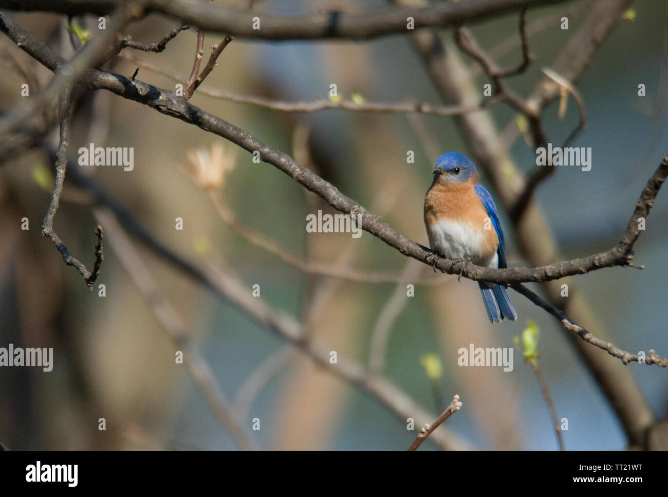 Eastern Bluebird :: Sialia sialis Stock Photo - Alamy