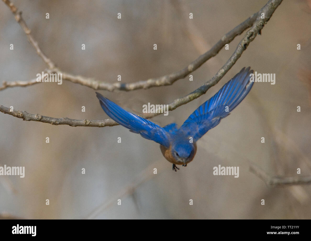 Eastern Bluebird :: Sialia sialis Stock Photo - Alamy