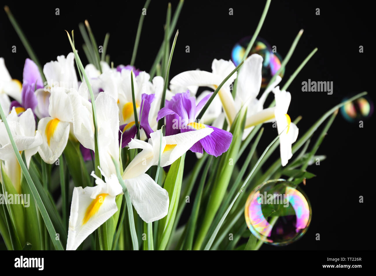 Beautiful irises on black background Stock Photo
