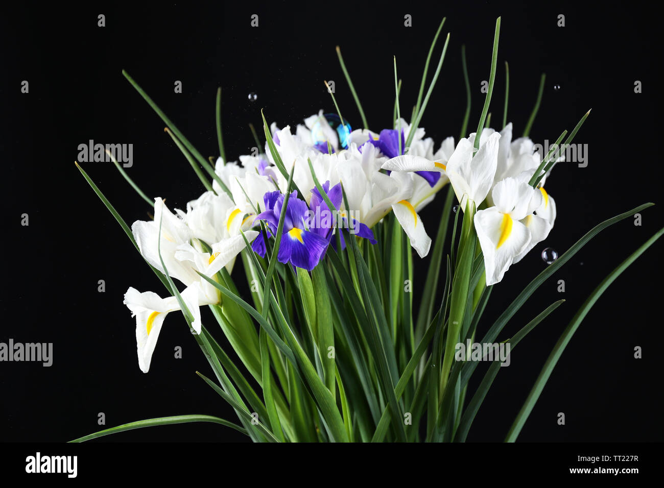 Beautiful irises on black background Stock Photo