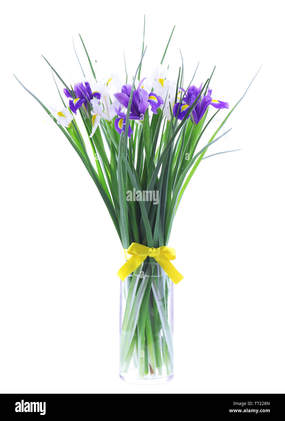Beautiful irises, isolated on white Stock Photo