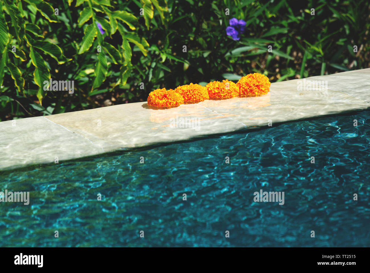Bali Roses Over Pool marigold flowers are swimming in a pool in bali, indonesia Stock Photo ...