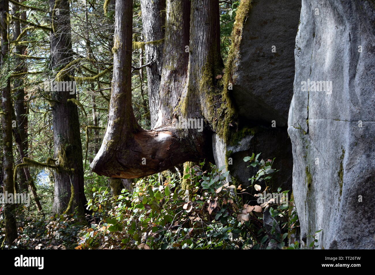 Photograph of a very strange tree trunk growing out from the tree Stock Photo