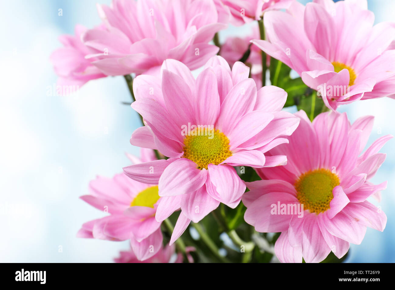 Beautiful chrysanthemum flowers on bright background Stock Photo