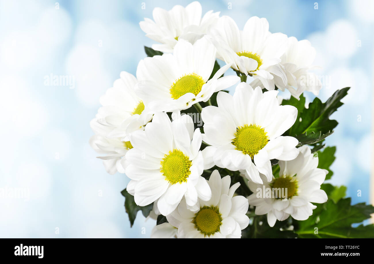 Beautiful chrysanthemum flowers on bright background Stock Photo