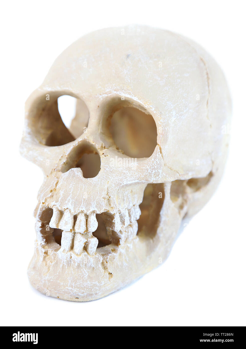 Skull isolated on white Stock Photo