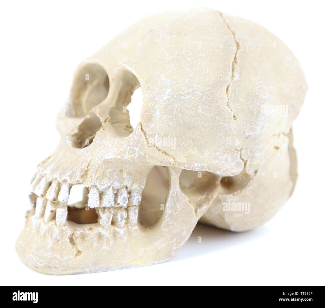 Skull isolated on white Stock Photo