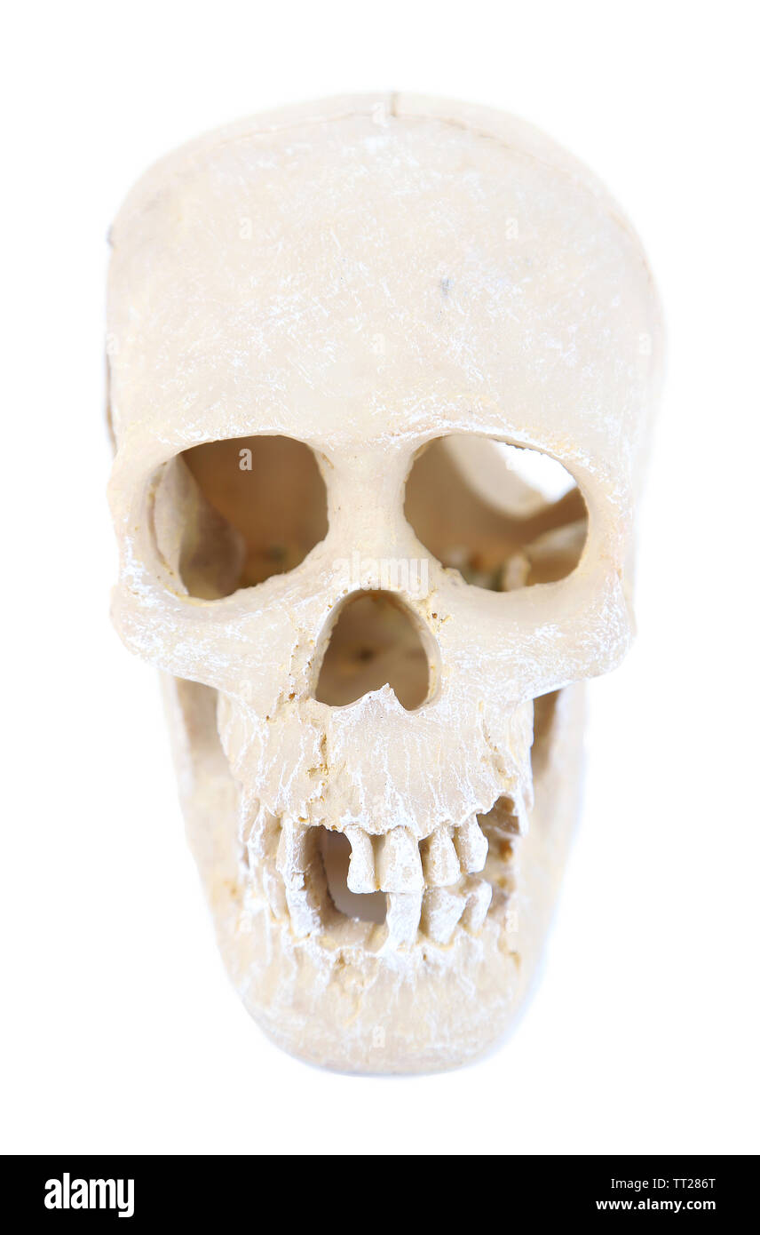 Skull isolated on white Stock Photo