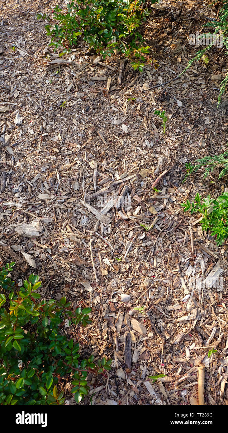 Background of ground full with a variety of small wooden chips, broken branches and twigs, and also green vegetation and shrubs. Stock Photo