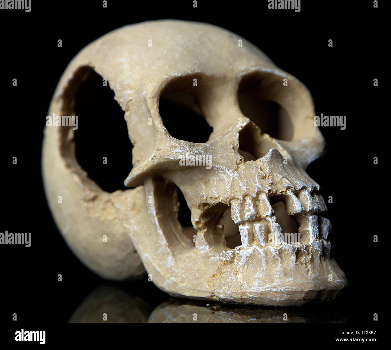Skull isolated on black Stock Photo