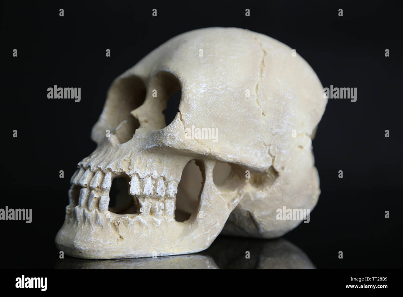 Skull isolated on black Stock Photo