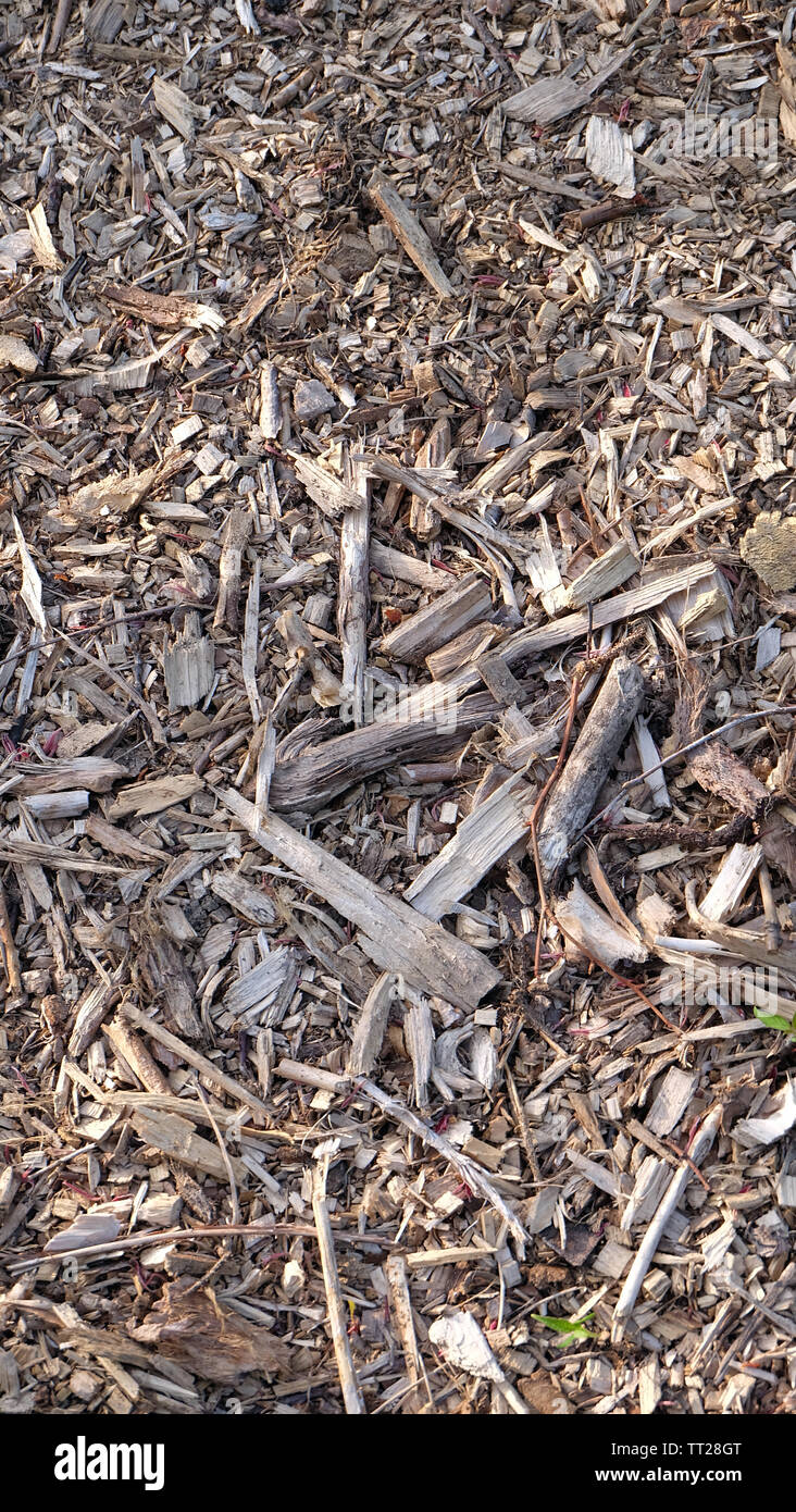 Background of a variety of small wooden chips, broken branches and twigs. Stock Photo